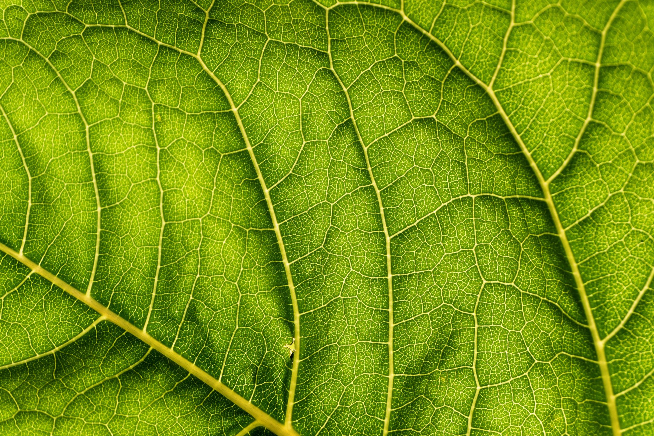 SOLUNUM VE FOTOSENTEZ