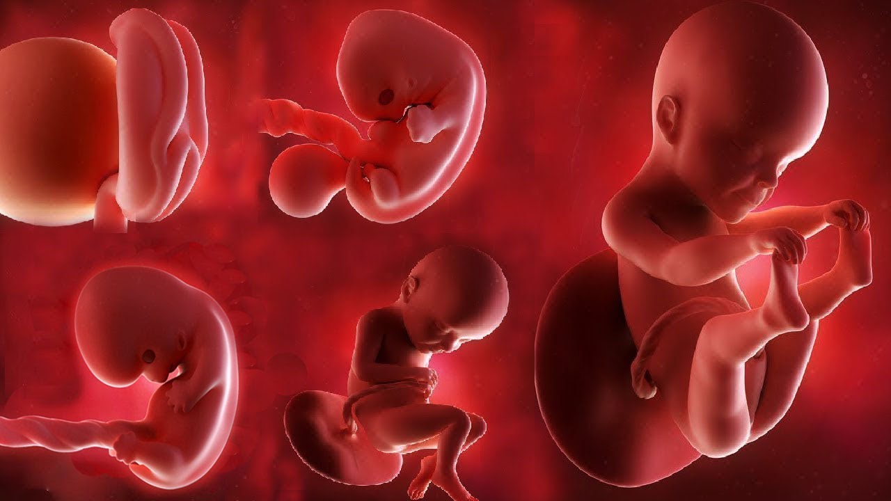 KEMİKLERİN OLUŞUMU VE ETLE KAPLANMALARI